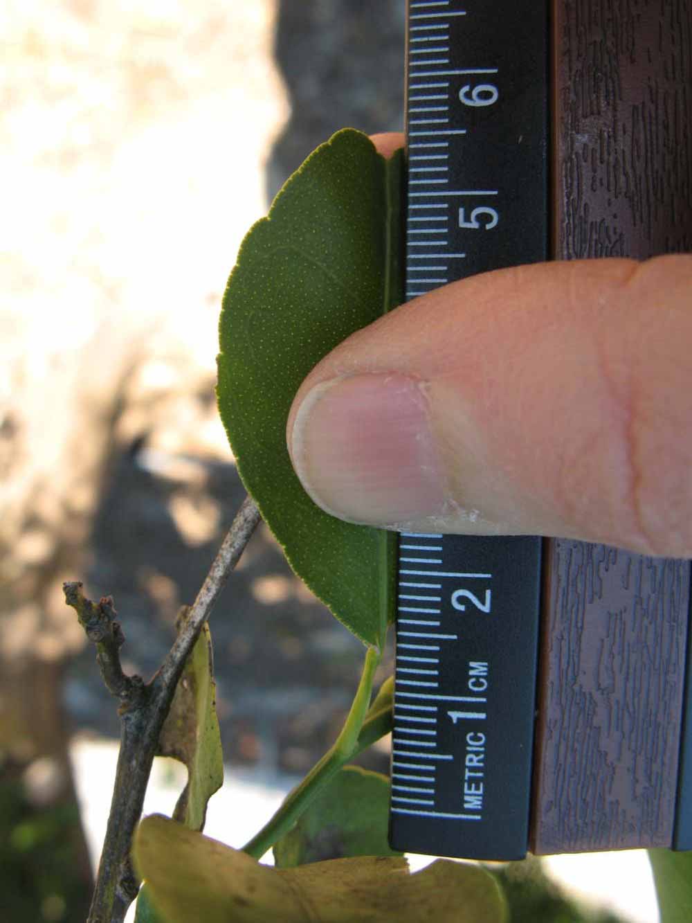              Unifoliolate leaf (Winter Haven, FL)       